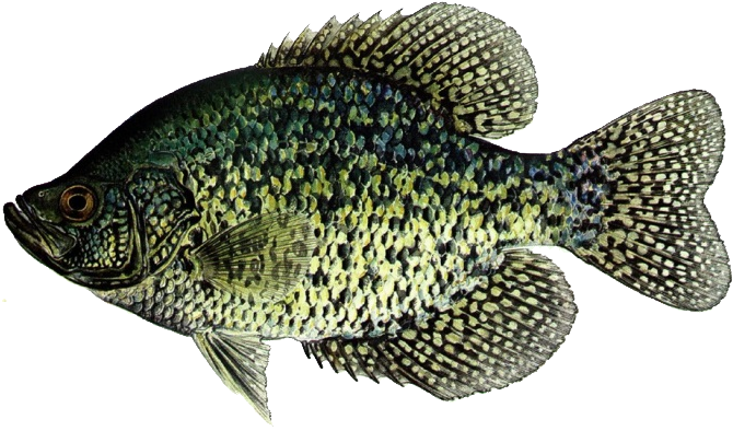 Crappie Favorites From A - Black Crappie Vs White Crappie (728x412), Png Download