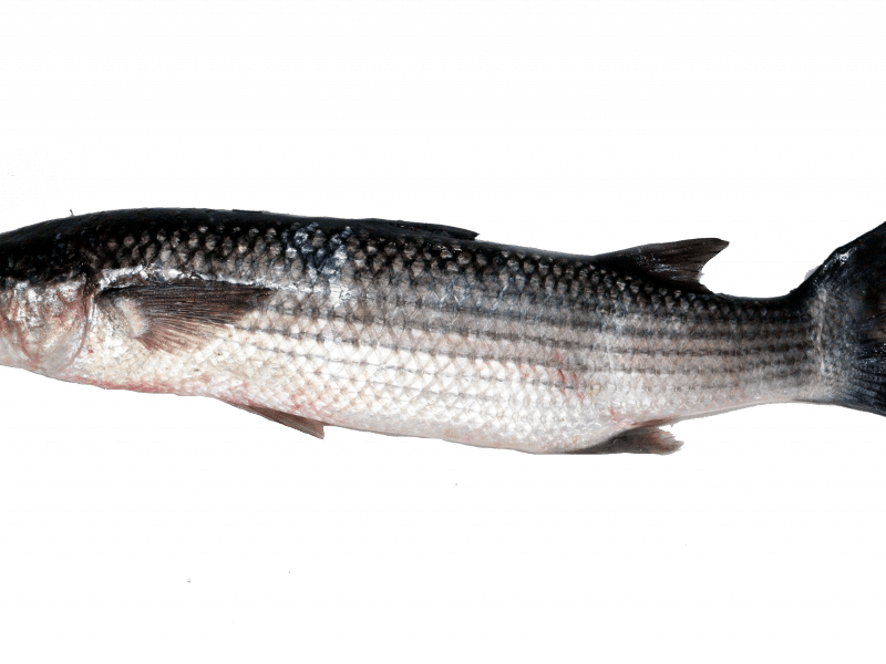 Thicklip Grey Mullet Read More - Thicklip Grey Mullet (800x600), Png Download