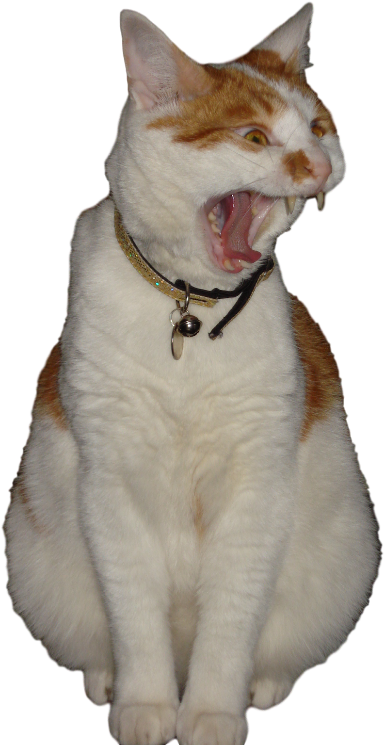 Oh My Cod Can Mew Believe He Polluted, Contaminated - Cat Yawns (1200x1600), Png Download