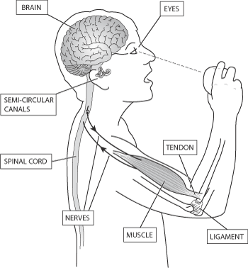 Diagram 1 The Co-ordination Of Motor Control - Nervous System Movement Control (350x378), Png Download