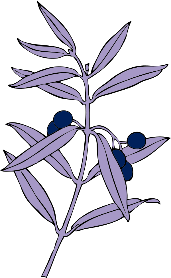 Vector Clip Art - Olive Branch (600x974), Png Download