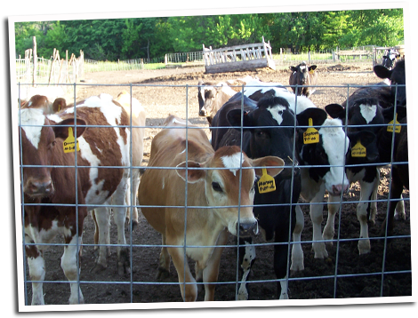 Cows - Iwig Family Dairy (500x375), Png Download