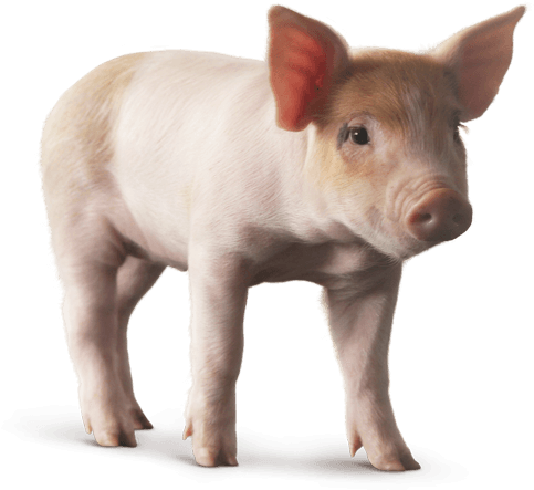 Baby Pig Png - Pigs Png (600x480), Png Download