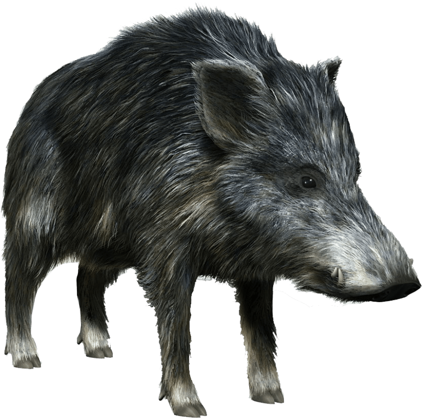 Boar Png Graphic Royalty Free Stock - Wild Boar Png (828x819), Png Download