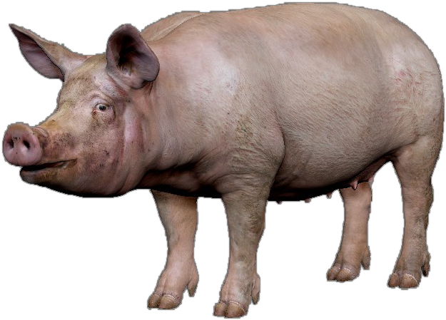 Pig Images Png (644x468), Png Download