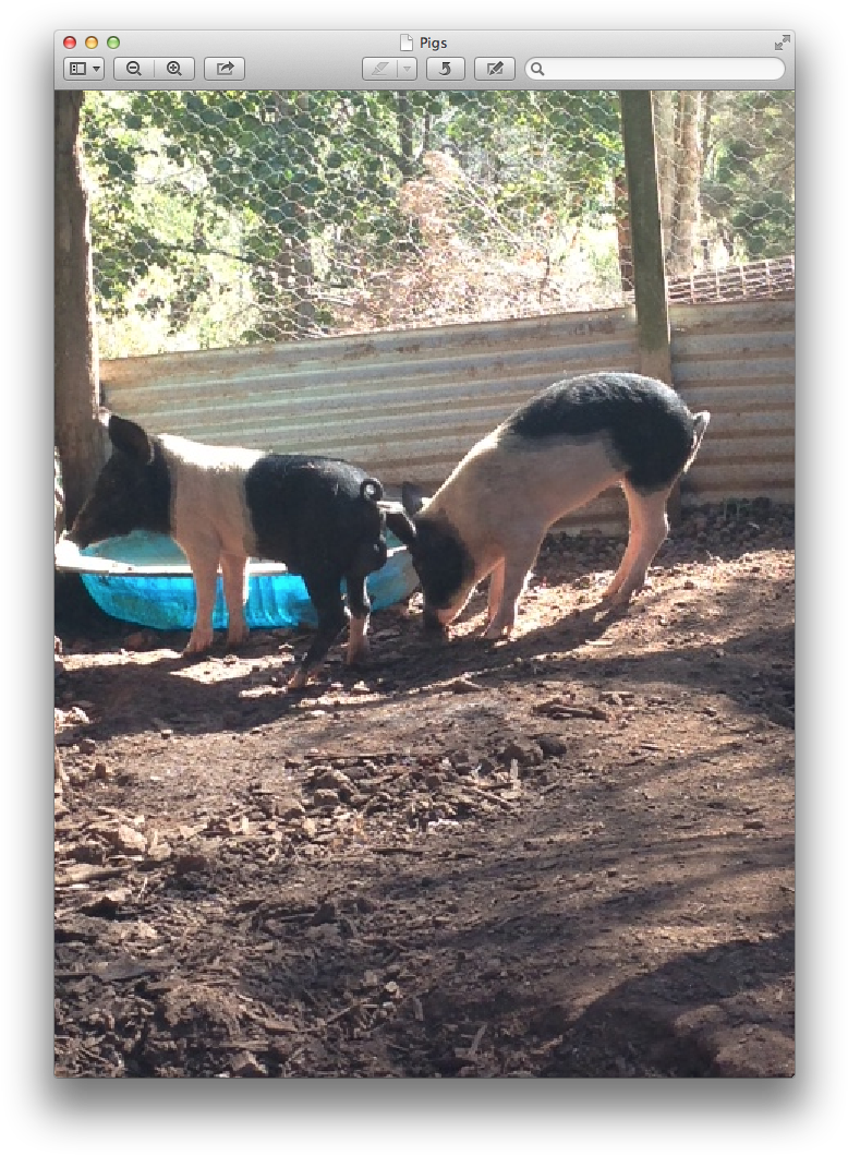 [thumbnail For Pigs2 ] - Working Animal (793x1074), Png Download