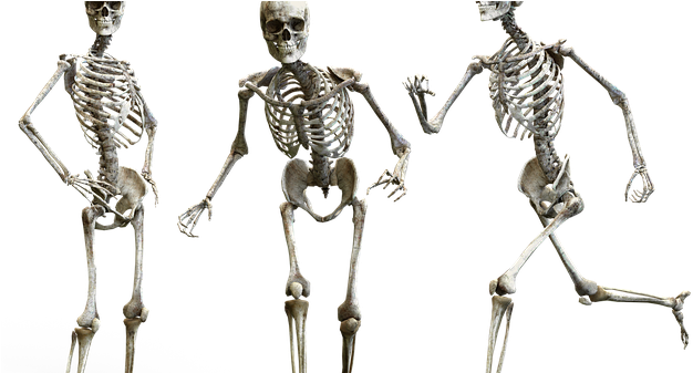 Skeleton Bone (640x336), Png Download