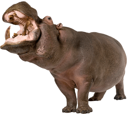 Hippopotamus Png (415x371), Png Download