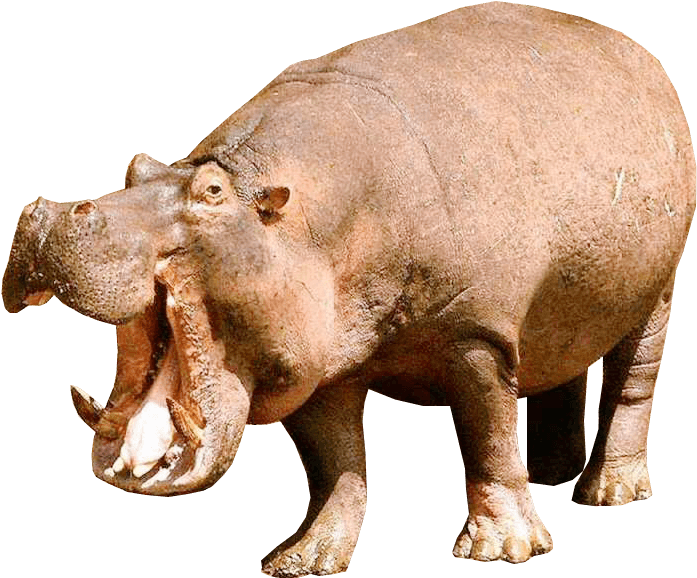 Hippopotamus Left - Hippopotamus Png (706x603), Png Download