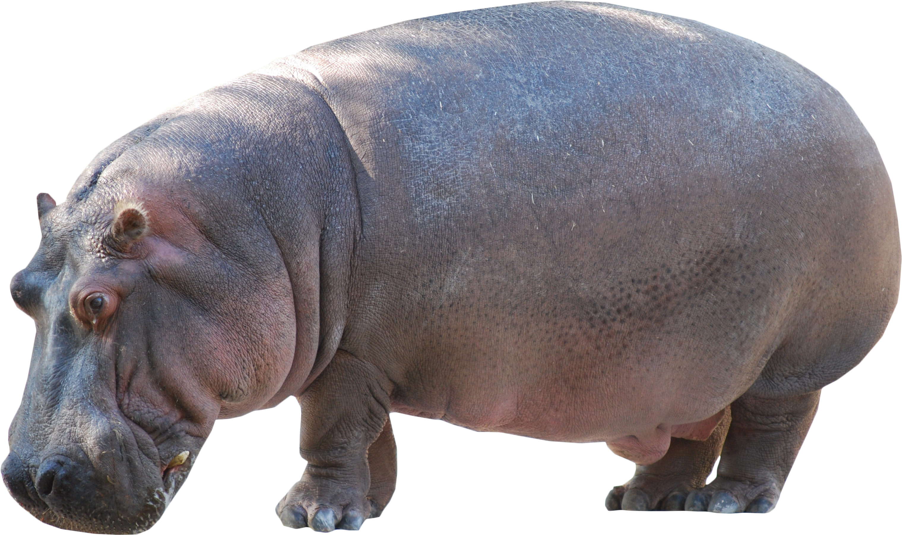 Hippo Standing Png Image - Pooping Animal (3585x2400), Png Download