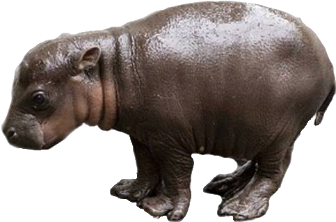 Image Transparent Library Steam Community Hippo Download - Baby Hippo Transparent Background (520x337), Png Download