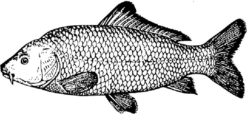 Drawing, Fish, Scales, Species, Carp, Fins, Scale - Carp Drawing (640x320), Png Download