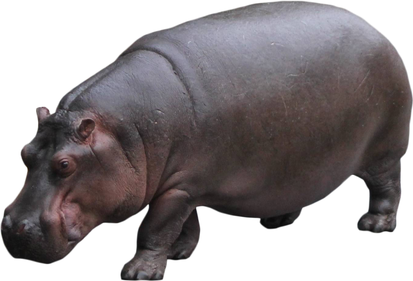 Hippo Standing Png Image - Portable Network Graphics (1600x1223), Png Download