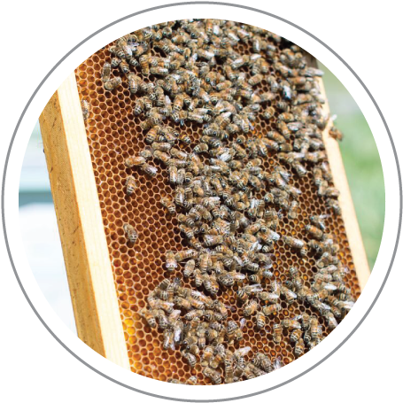 Diacircle2 - Talent Management Cycle (486x486), Png Download