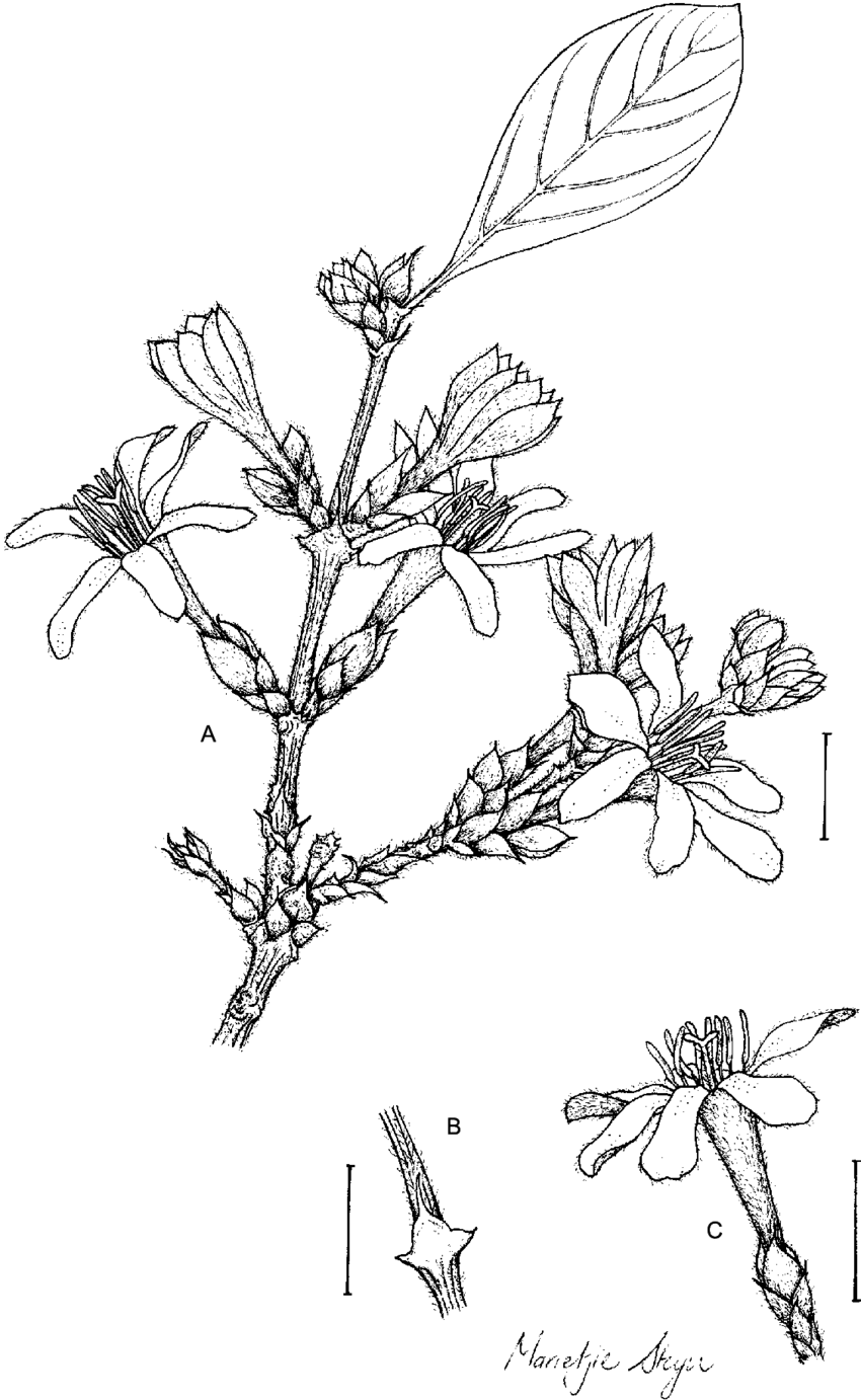 Sericanthe Andongensis Subsp - Line Art (850x1382), Png Download