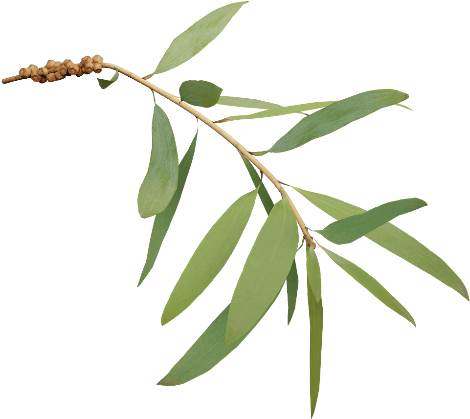 Bottlebrush - Bottle Brushes Plant Png (500x500), Png Download