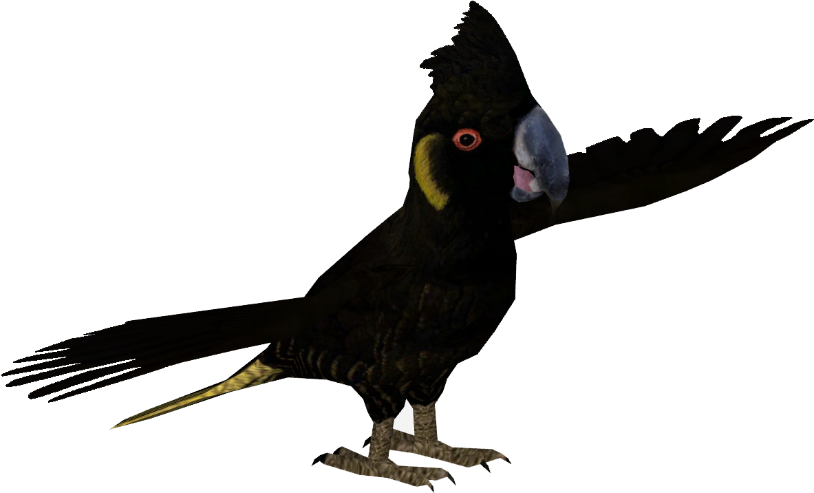 Funeral Cockatoo - Parrot (1182x1182), Png Download