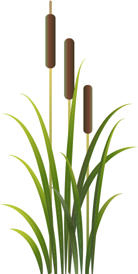 Transparent Plant Cattail - Cat Tail Plant Transparent (315x571), Png Download