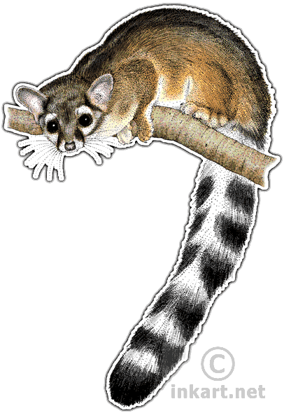 Ring-tailed Cat Art Decal - Ring-tailed Cat Rectangle Sticker (406x590), Png Download