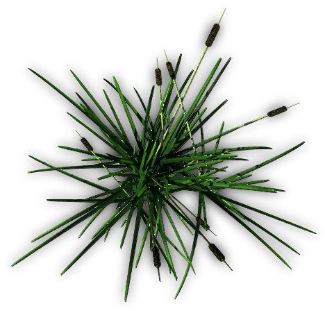 199k Cattail D 06 Feb 2009 - Oak (501x458), Png Download