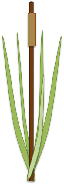 Cat Tail Png - Grass (211x607), Png Download