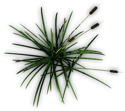 Cattail F 06 Feb 2009 - Grass (448x383), Png Download