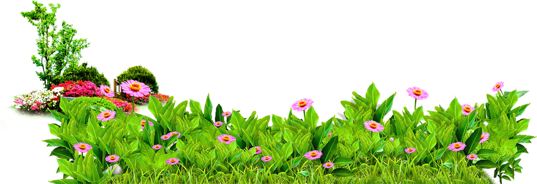 Gerbera Flowers Free To Pull The Material 1100 Clipart - Matorral Png (1100x600), Png Download