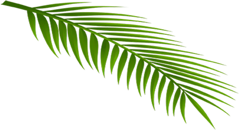 Feuille - Roystonea (800x445), Png Download