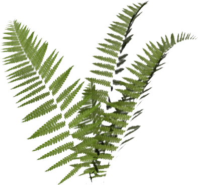 59 Images About ₍ 💫 ₎ - Transparent Ferns (498x415), Png Download