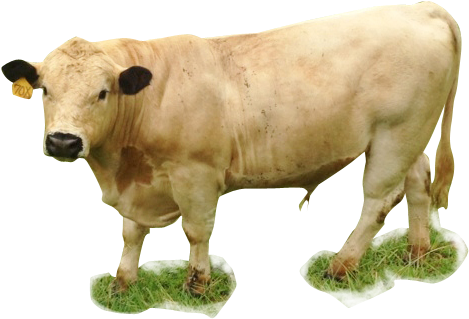Cow In Farm Png (577x318), Png Download