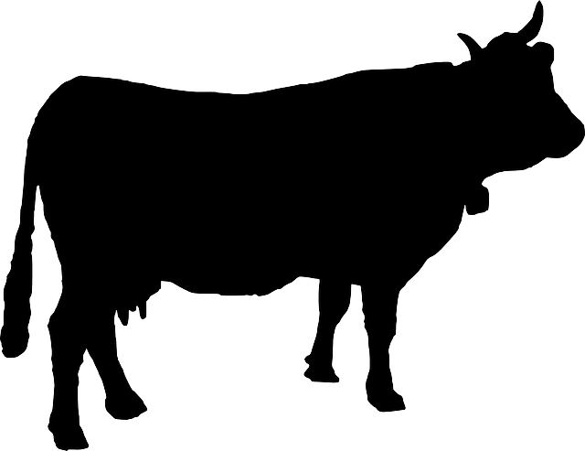 Cattle, Cow, Cowbell, Silhouette, Animal, Farm Animal - Cow Silhouette Svg (640x493), Png Download