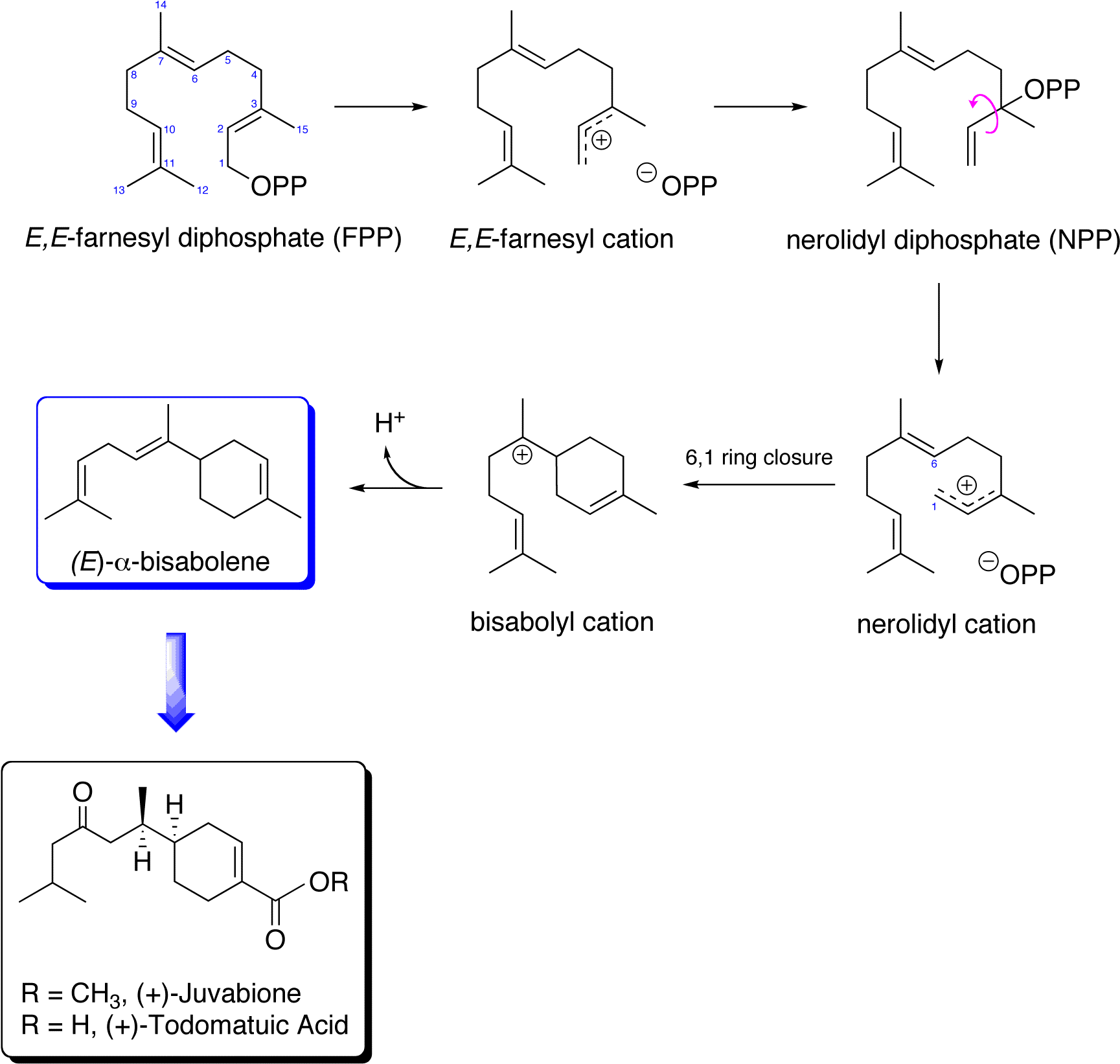 Juvabione Biosynthetic Pathway - Mevalonic Acid Pathway (1747x1661), Png Download