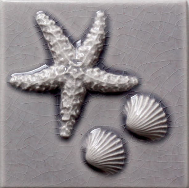 4 1/4" X 4 1/4" Starfish Cockle Shells (864x864), Png Download