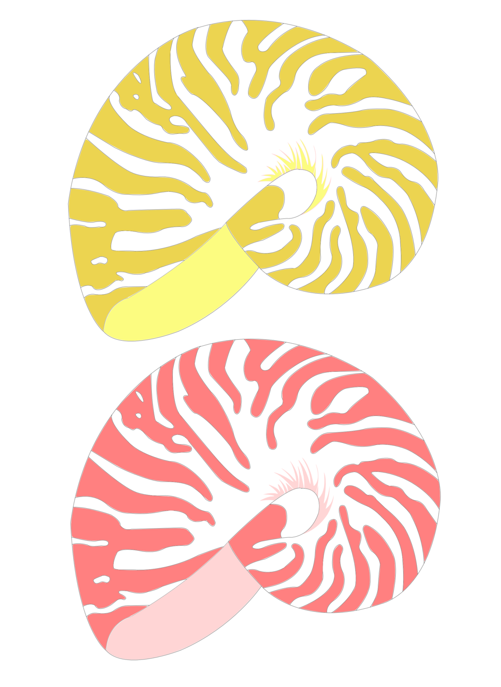 Shells - Chambered Nautilus (1000x1371), Png Download