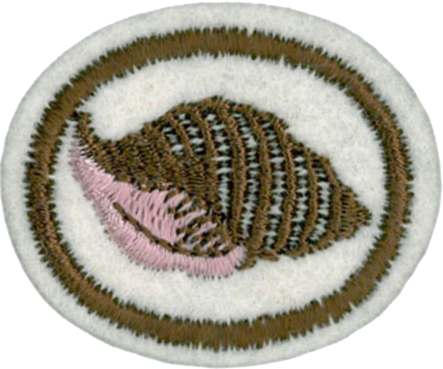 Shells Honor - Honeybee (630x524), Png Download