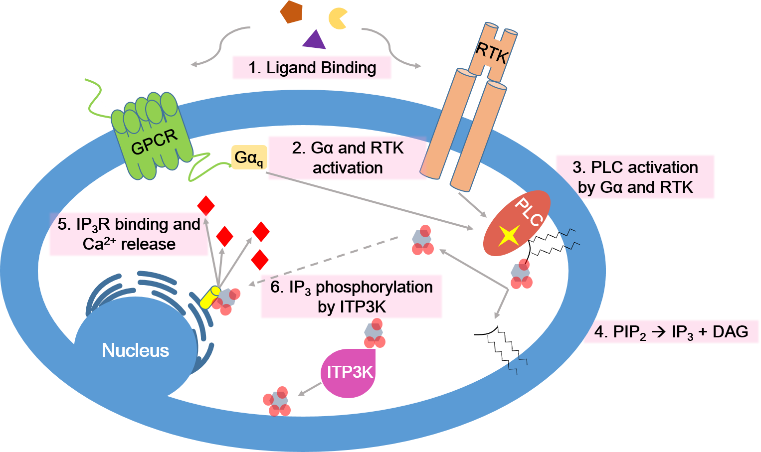 Calcium Signaling Pathway - Calcium Signaling During Fertilization (1526x907), Png Download