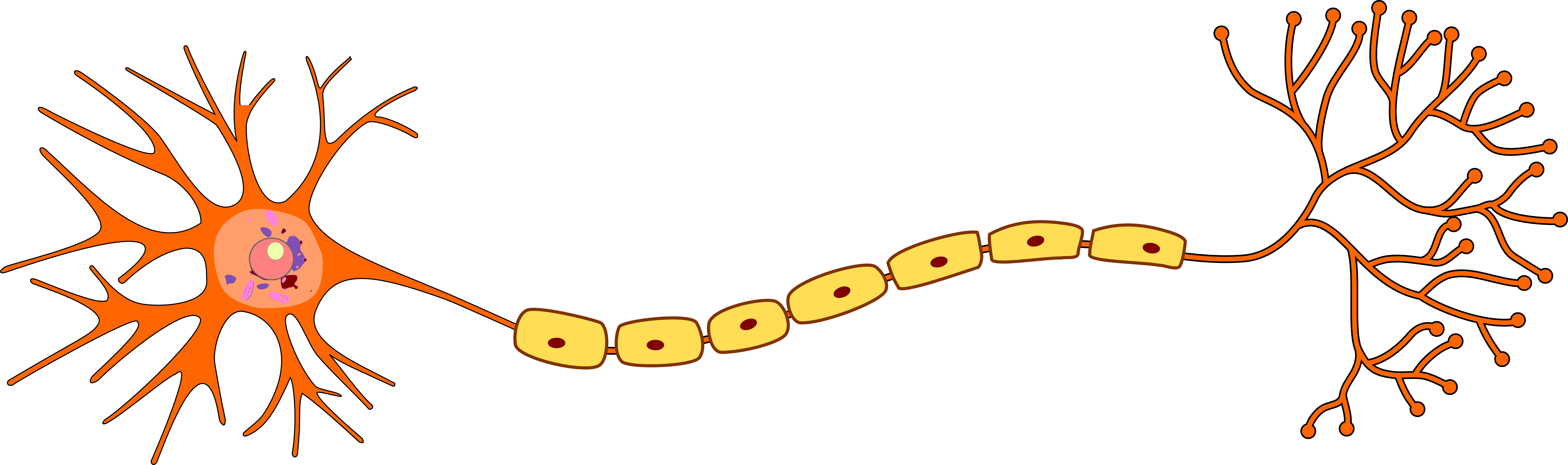 Structure Of Neuron - Neuron Png (6675x1981), Png Download