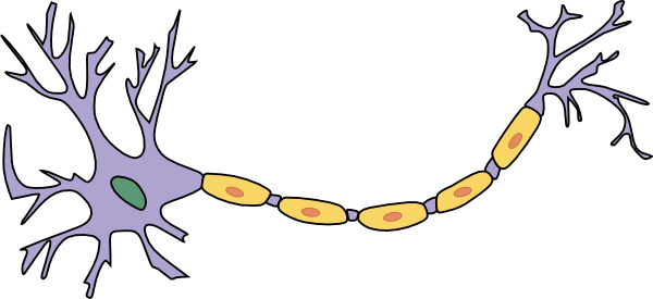 Small - 1 Neuron (600x275), Png Download