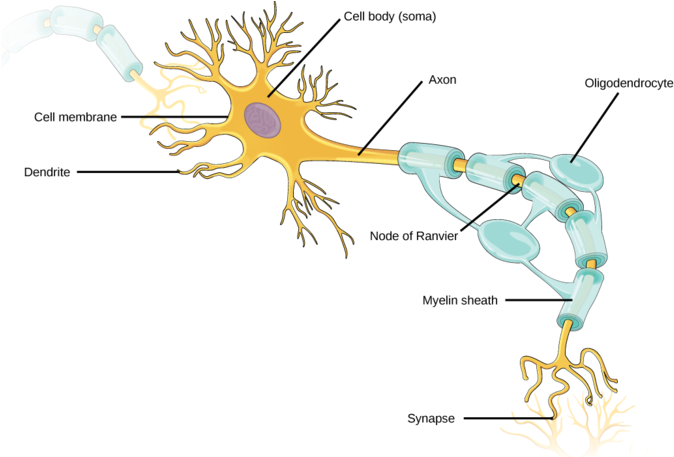 While Some Neurons Have No Dendrites, Other Types Of - Sympathetic Postganglionic Motor Neuron (680x456), Png Download