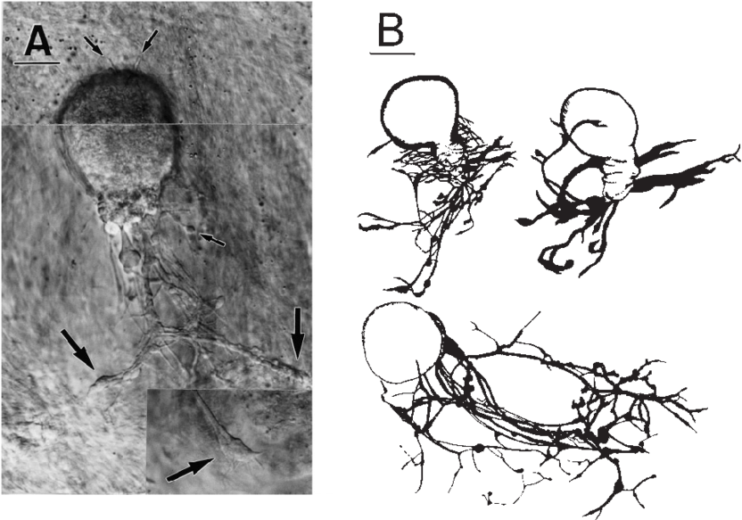 Nomarski Image Of A Neuron After 36 Hours In Culture - Sketch (850x584), Png Download