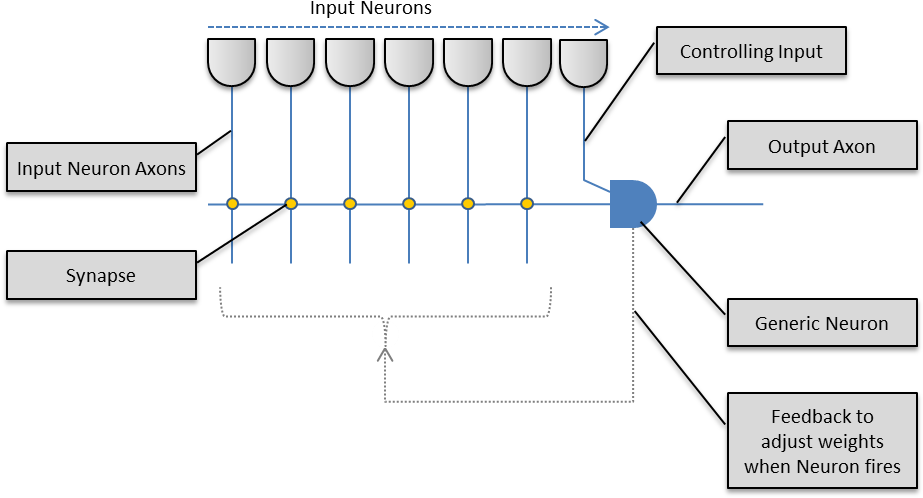 Whilst The Neuron Is Implemented Using Complex Biochemical - Diagram (927x515), Png Download