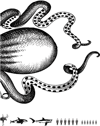 The Kraken™ Black Spiced Rum - Kraken Rum Black Spiced 1l (720x504), Png Download