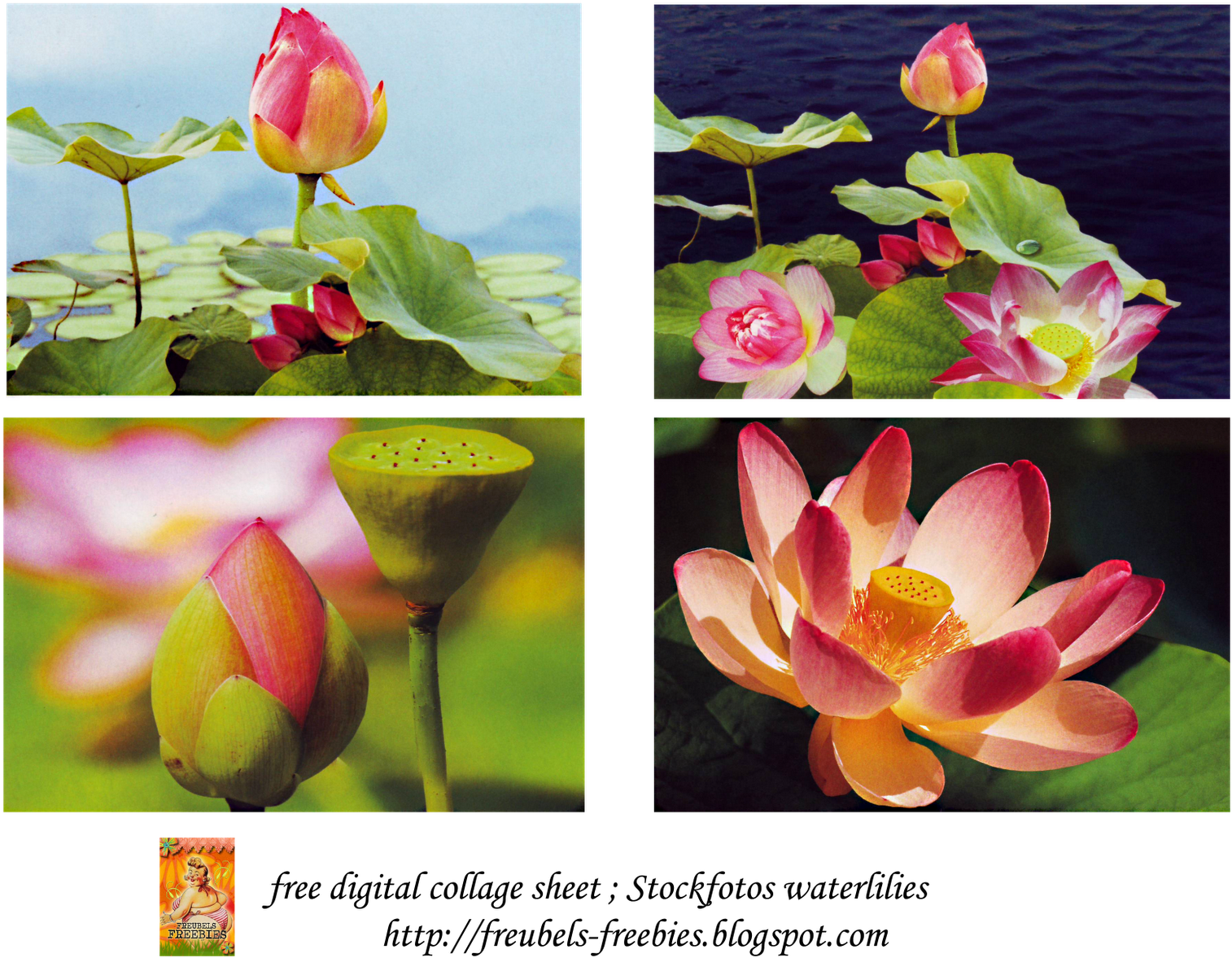 Free Collage Sheet Water Lilies Cards - Sacred Lotus (1600x1236), Png Download