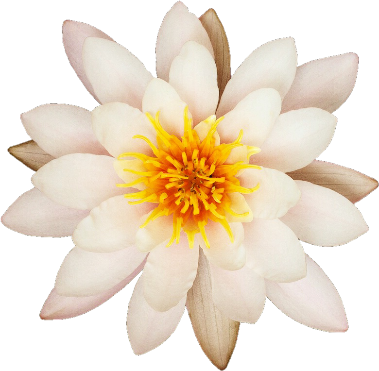 Quit White Water Lily By Jeanicebartzen27 On Deviantart - Wandbild Weiße Lilie, Grafikdruck Big Box Art (822x809), Png Download
