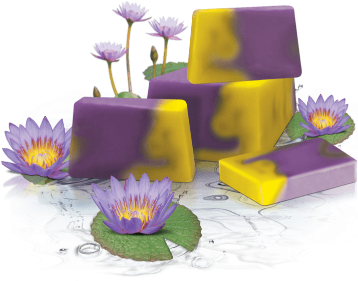 Water Lily Series - Glycerin Soap (800x577), Png Download
