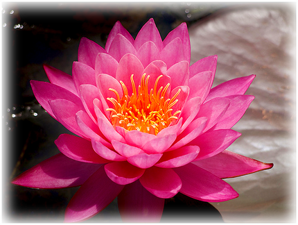 Waterlily Tan Kwan - Water Lily Tan Kwan (430x324), Png Download