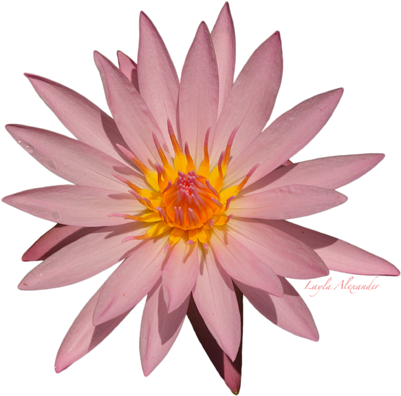 Pink Water Lily Transparent Greeting Card For Sale - Vector Graphics (600x600), Png Download