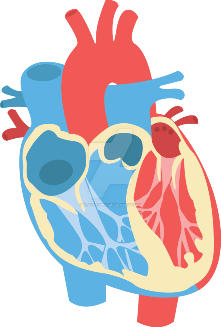 Human Heart Diagram By Classy Human Heart Vector Png Full Size Png Download Seekpng
