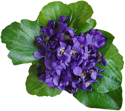 Violet Png Transparent Image - African Violet Transparent (500x443), Png Download