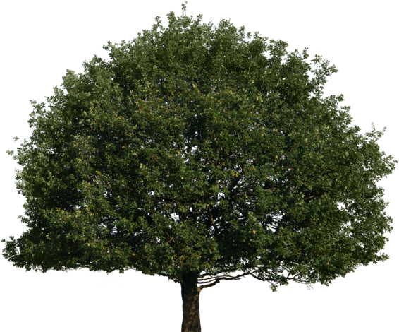 Tree Png Image With Transparent Background - Tree Front View Png (600x476), Png Download